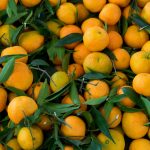 El Ayuntamiento de Humilladero inicia la retirada de naranjas para mantener el orden urbano