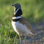 Foto de Seo/BirdLife.