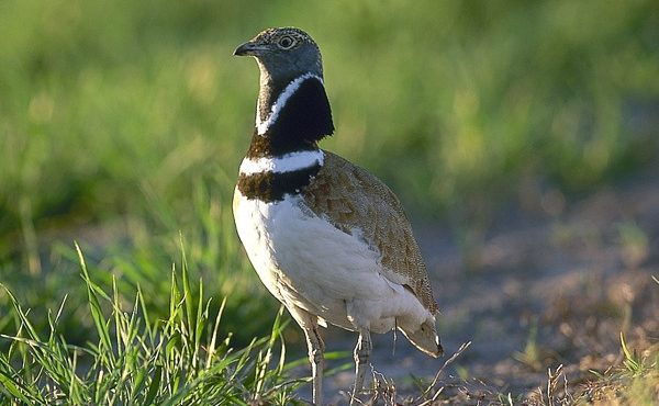 Foto de Seo/BirdLife.