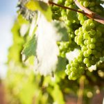 Mollina celebra la Feria de la Vendimia con catas y talleres enológicos del 8 al 14 de septiembre