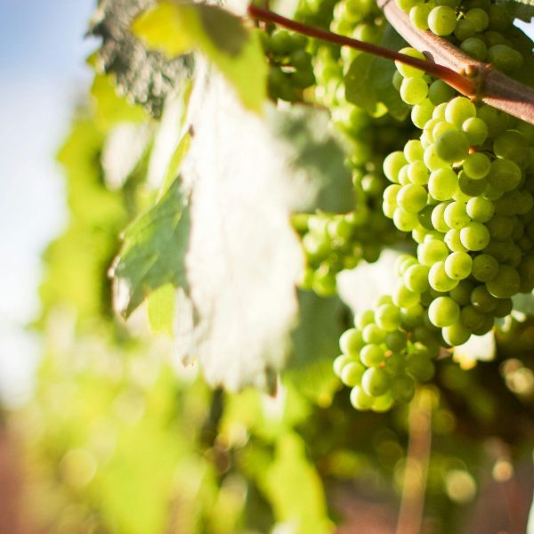 Mollina celebra la Feria de la Vendimia con catas y talleres enológicos del 8 al 14 de septiembre