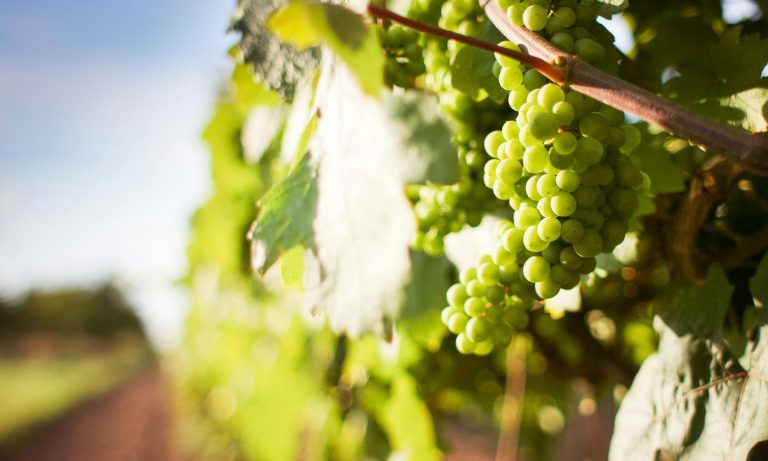 Mollina celebra la Feria de la Vendimia con catas y talleres enológicos del 8 al 14 de septiembre