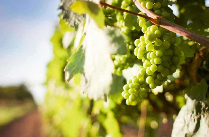 Mollina celebra la Feria de la Vendimia con catas y talleres enológicos del 8 al 14 de septiembre