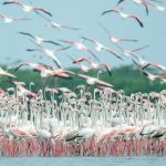 Fuente de Piedra celebra el 9º Fin de Semana del Bienestar Mundial con cultura, naturaleza y solidaridad