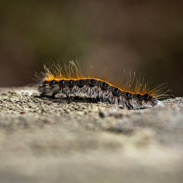 caterpillar, insect, nature, worm, close up, macro, insect, insect, insect, insect, insect, worm, worm, worm, worm, worm, close up