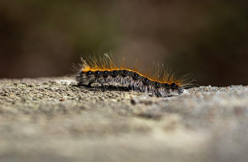 caterpillar, insect, nature, worm, close up, macro, insect, insect, insect, insect, insect, worm, worm, worm, worm, worm, close up